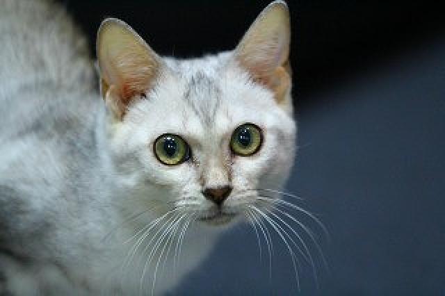 ベンガルシルバースポット