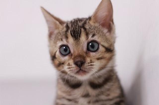 ベンガルブラウンスポット