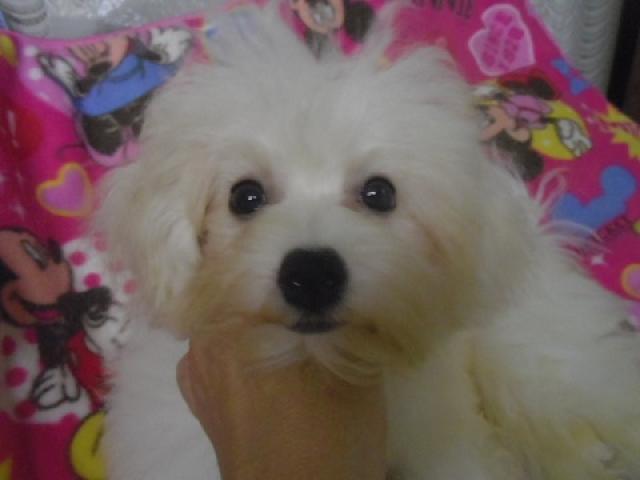 ビションフリーゼ