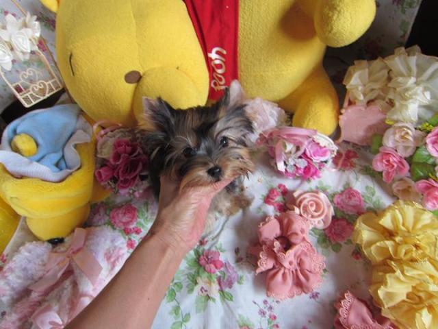 ヨークシャーテリア