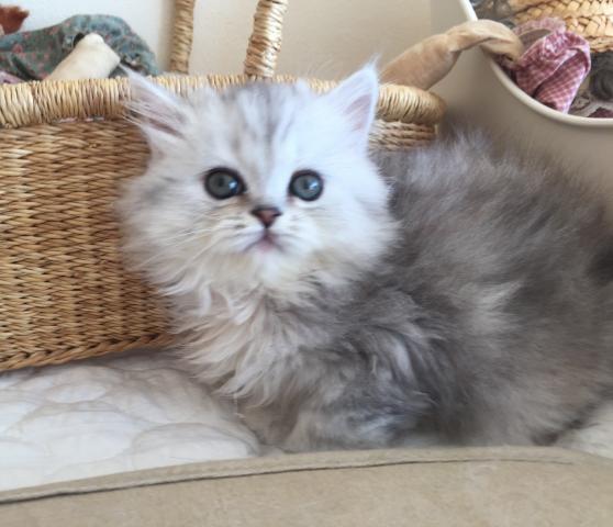 マンチカンナポレオン