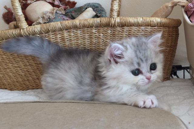 マンチカンナポレオン