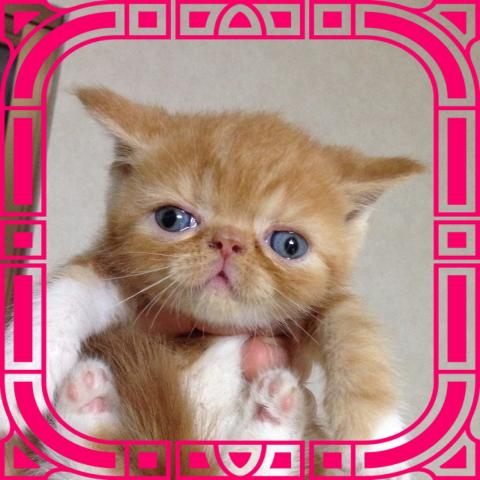 エキゾチックショートヘアー