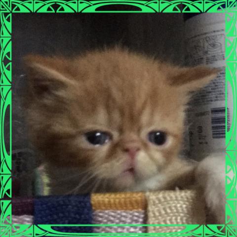 エキゾチックショートヘアー