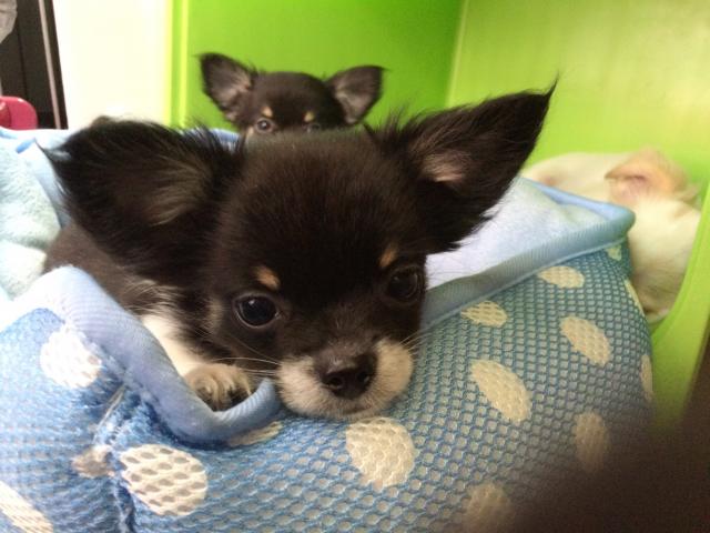 チワワ(ロングコート)