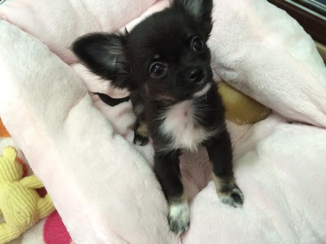 チワワ(ロングコート)