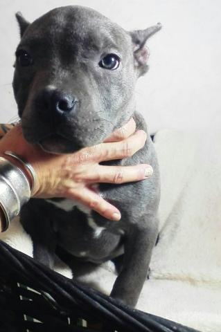 アメリカンピットブルテリア