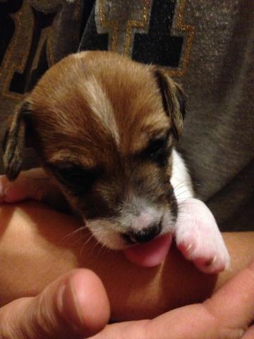 ジャックラッセルテリア