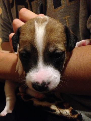 ジャックラッセルテリア