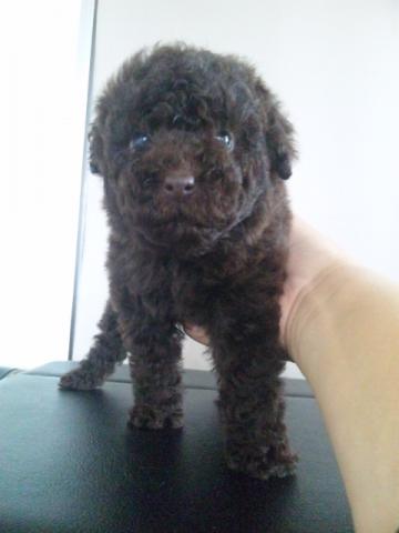 トイプードル