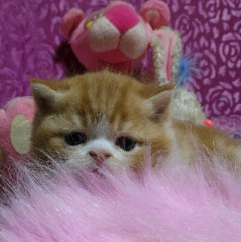 エキゾチックショートヘアー