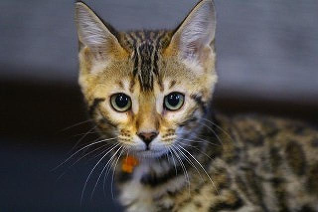 ベンガルブラウンスポット