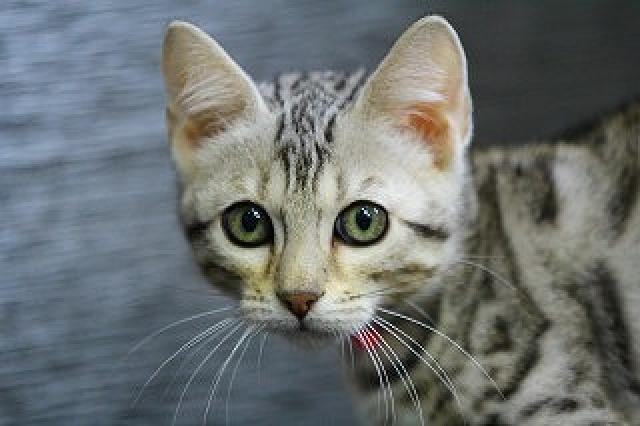 ベンガルシルバースポット