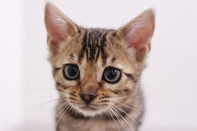 ベンガルブラウンスポット