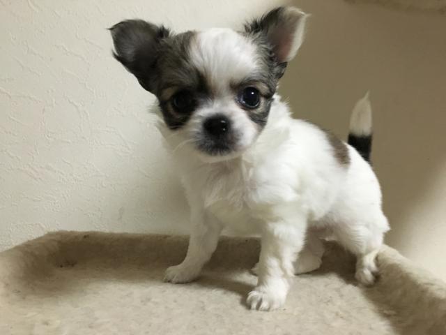 チワワ(ロングコート)