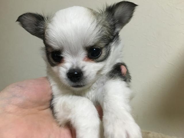 チワワ(ロングコート)