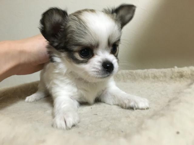 チワワ(ロングコート)