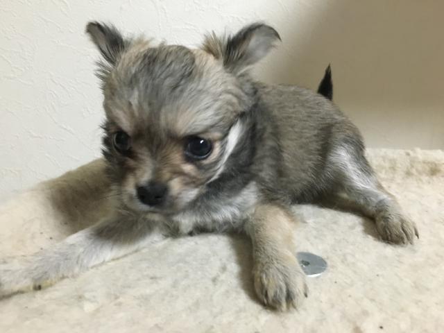 チワワ(ロングコート)