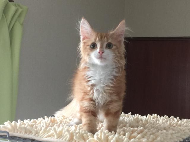 ノルウェージャンフォレストキャット