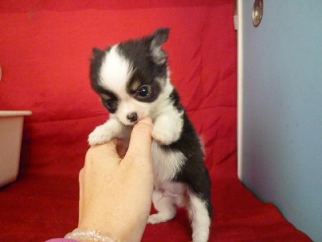 チワワ（ロングコート）