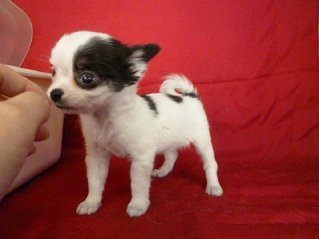 チワワ（ロングコート）