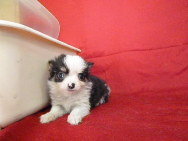 チワワ（ロングコート）