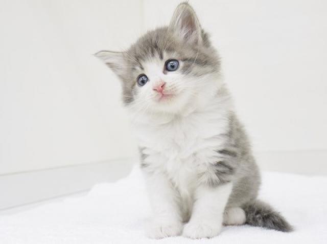 ノルウェージャンフォレストキャット