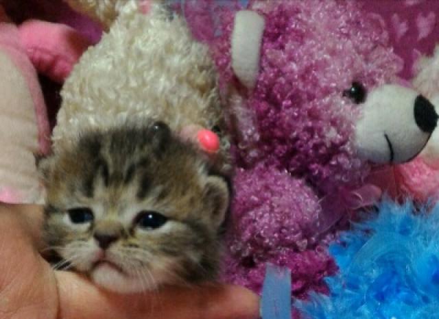 エキゾチックショートヘアー