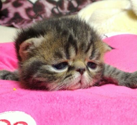 エキゾチックショートヘアー