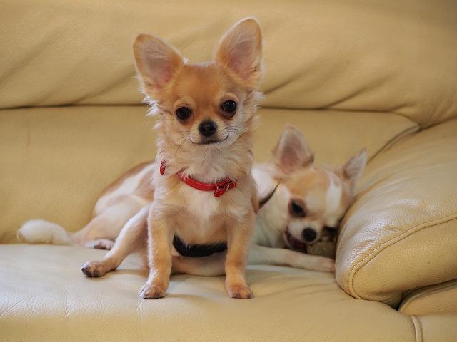 チワワ（ロングコート）