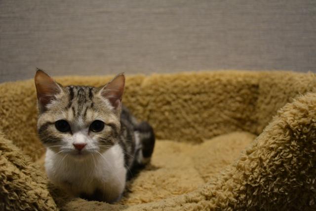 マンチカン
