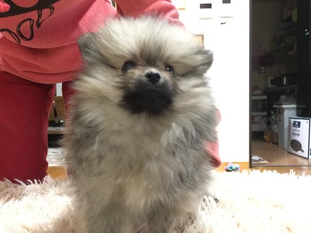 ポメラニアン