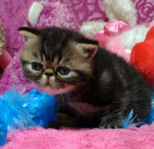 エキゾチックショートヘアー