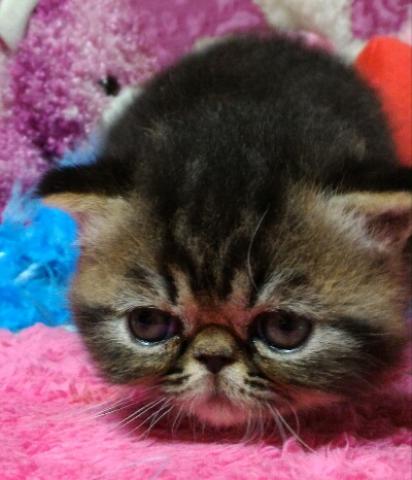 エキゾチックショートヘアー