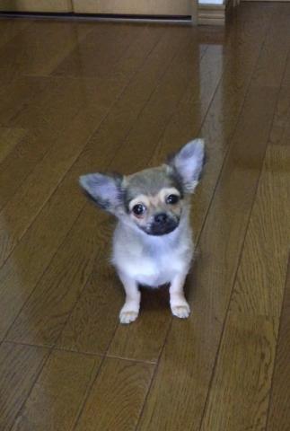 チワワ（ロングコート）