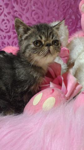 エキゾチックショートヘアー