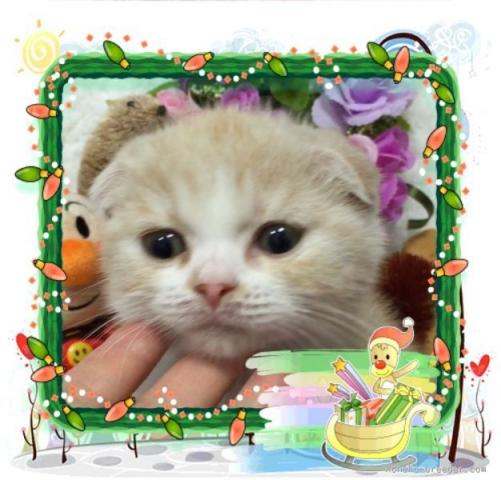 スコティッシュフォールド