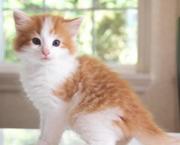 ノルウェージャンフォレストキャット