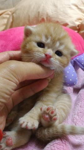 エキゾチックショートヘアー