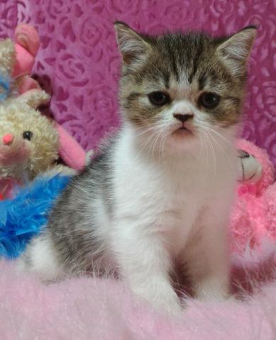 エキゾチックショートヘアー