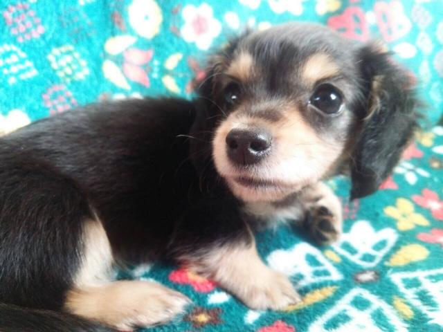 ミニチュアダックスフンド