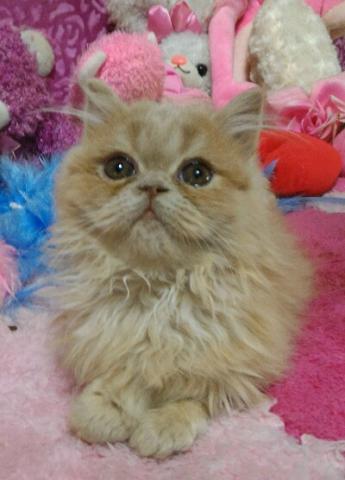 エキゾチックショートヘアー