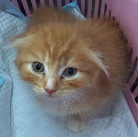 スコティッシュフォールド