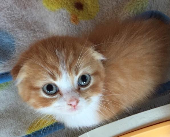 スコティッシュフォールド