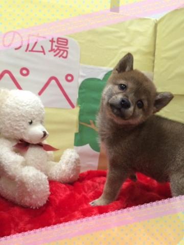柴犬