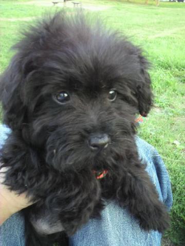 MIX通称(ポメプー)