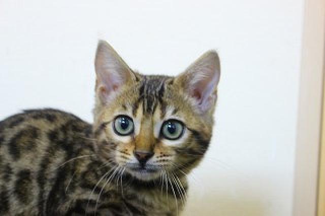 ベンガルブラウンスポット