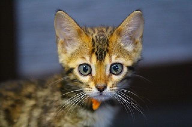 ベンガルブラウンスポット