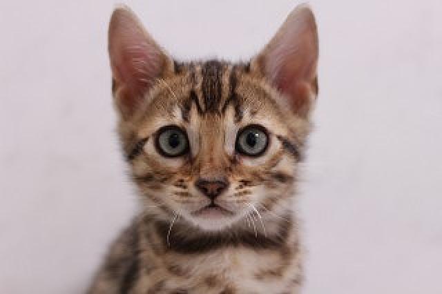 ベンガルブラウンスポット