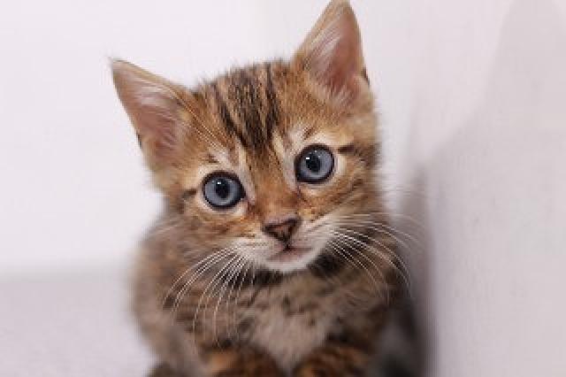 ベンガルブラウンスポット